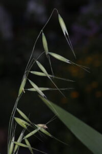 Poaceae