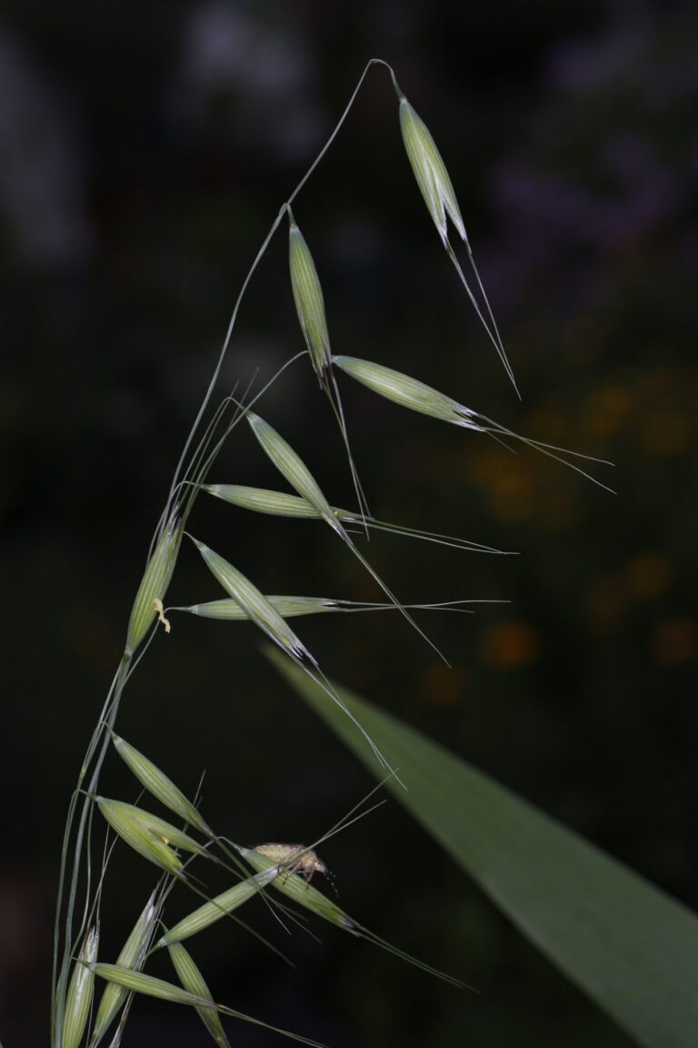 Avena