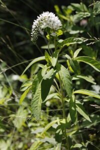 Primulaceae