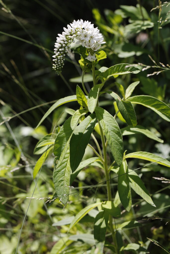 Lysimachia barystachys