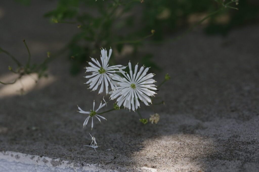 Thalictrum petaloideum