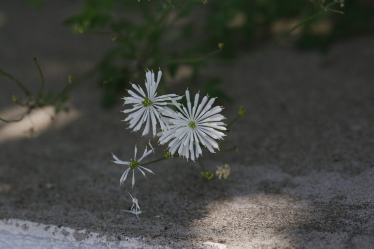 Thalictrum petaloideum