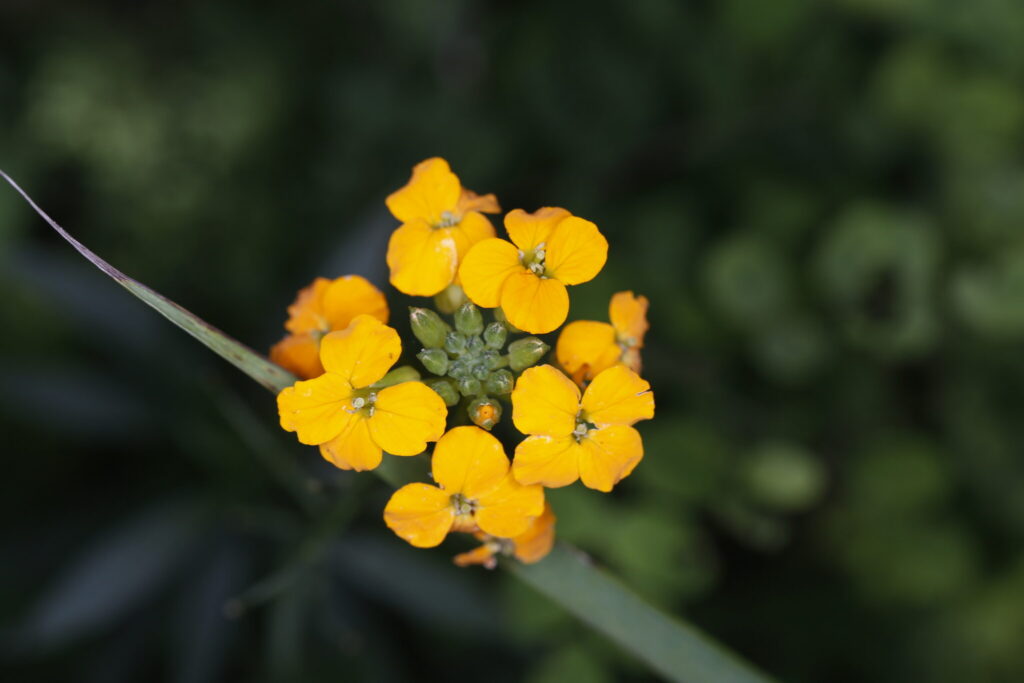Erysimum amurense
