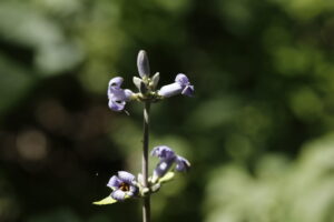 Ranunculaceae