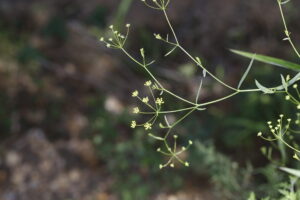 Apiaceae