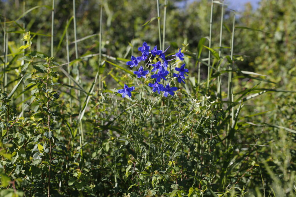 Delphinium grandiflora