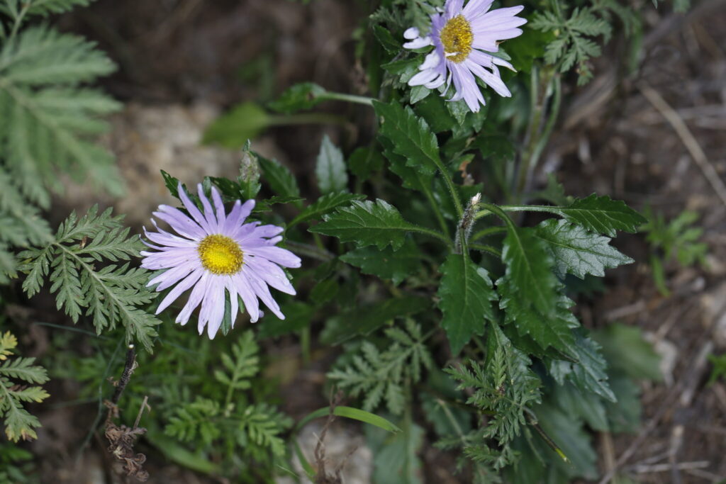 Callistephus chinensis