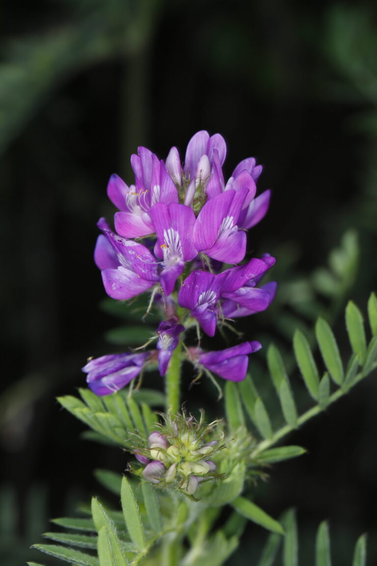 Astragalus dahuricus