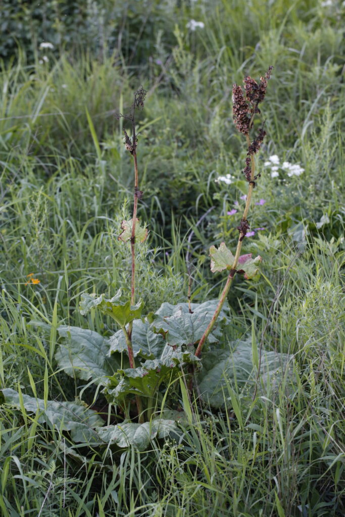 Rheum franzendachii
