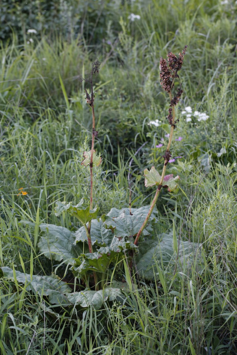 Rheum franzendachii