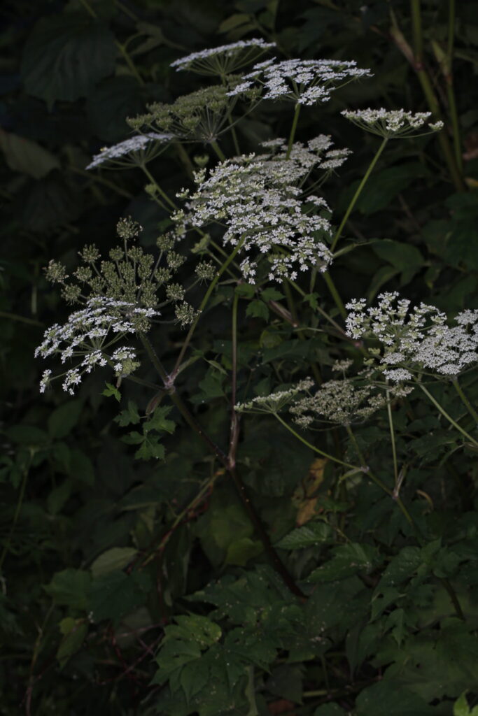 Heracleum moellendorffii