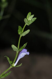 Lamiaceae