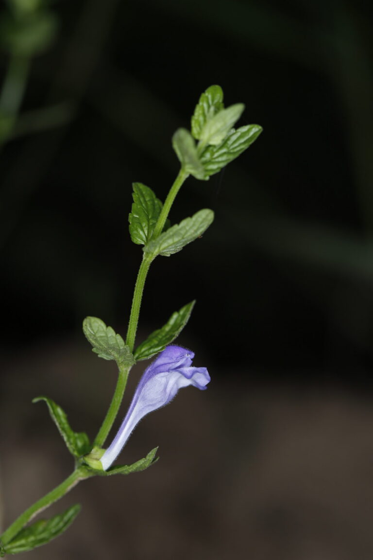 Scutellaria scordifolia