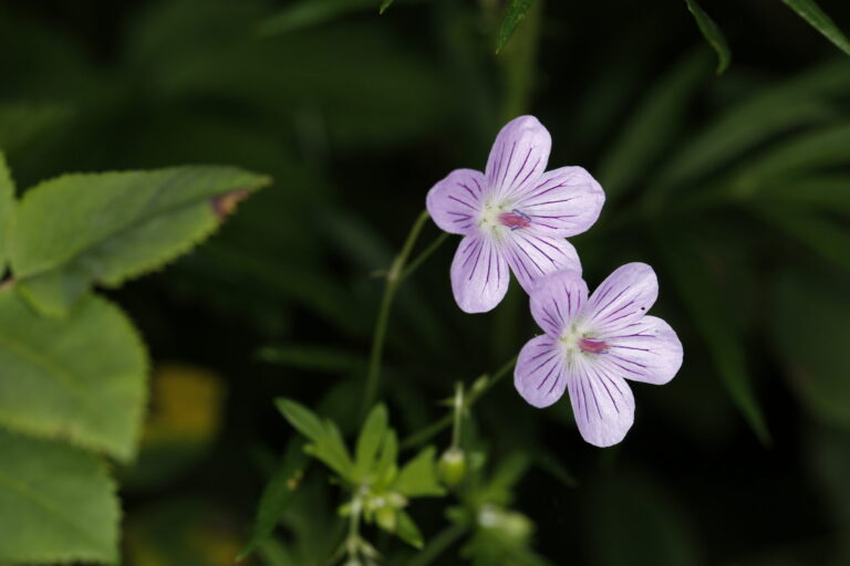 Geranium dahuricum