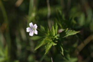 Geraniaceae