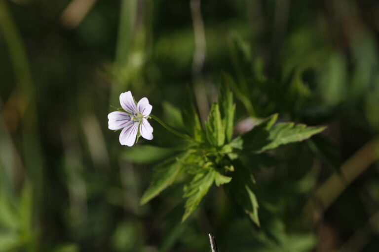 Geranium wilfordii