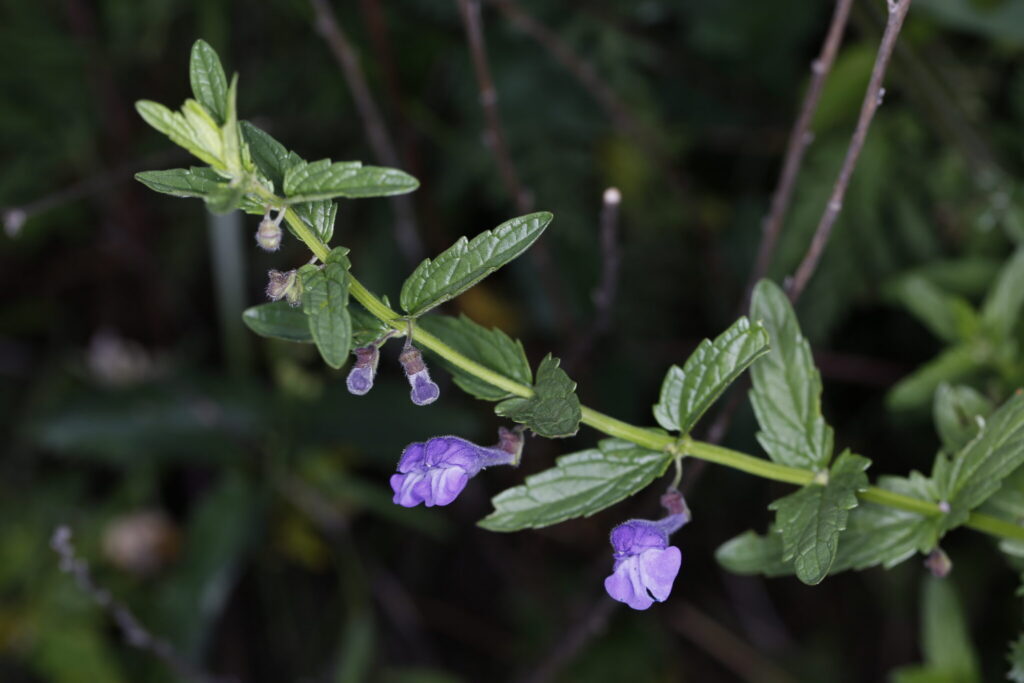 Home Herbalist Course