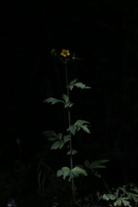 Rosaceae