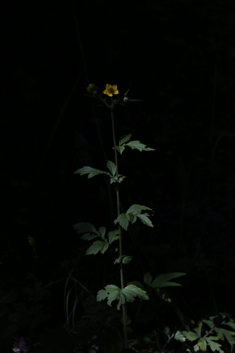 Geum aleppicum