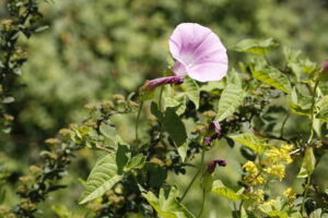 Convolvulaceae
