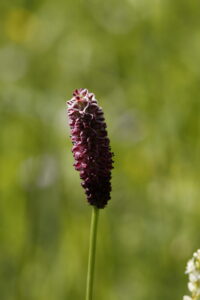 Rosaceae