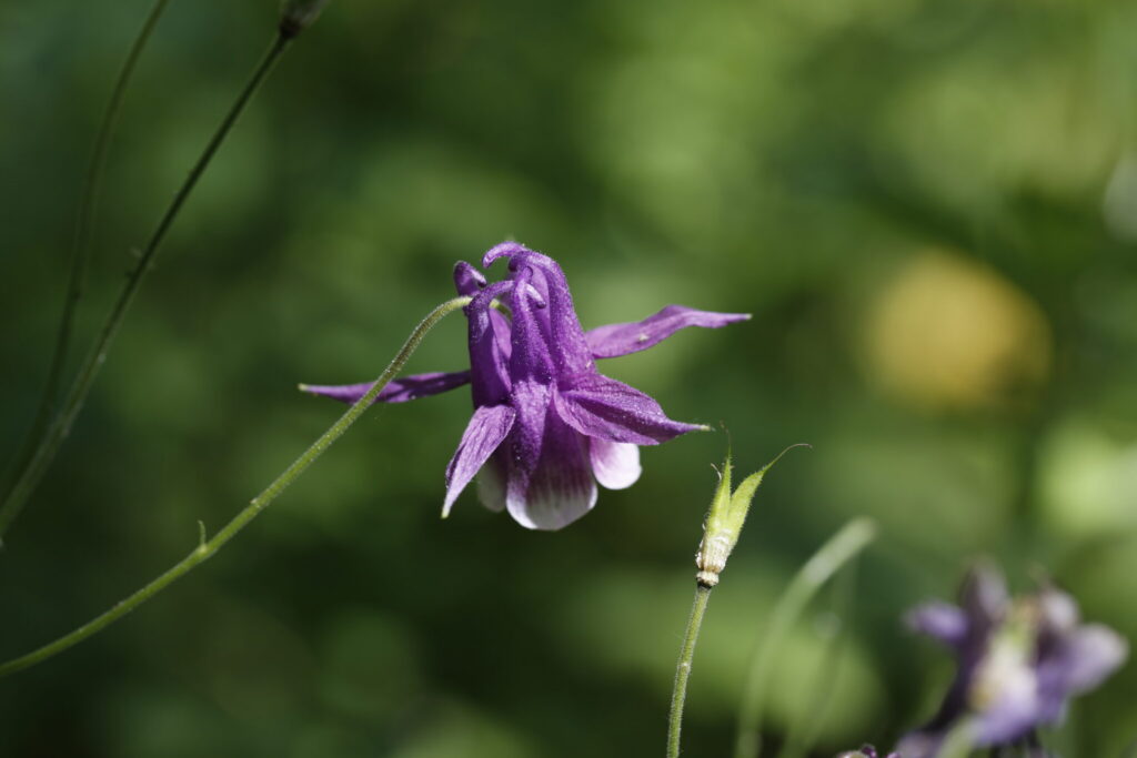 Aquilegia yabeana