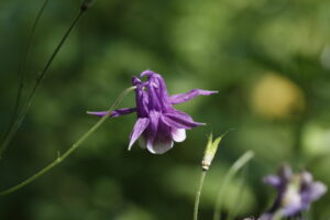Ranunculaceae