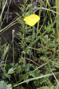 Papaveraceae