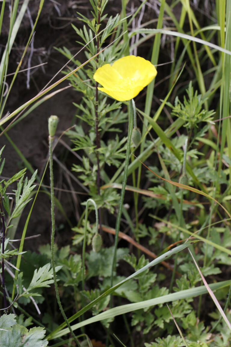 Papaver nudicaule