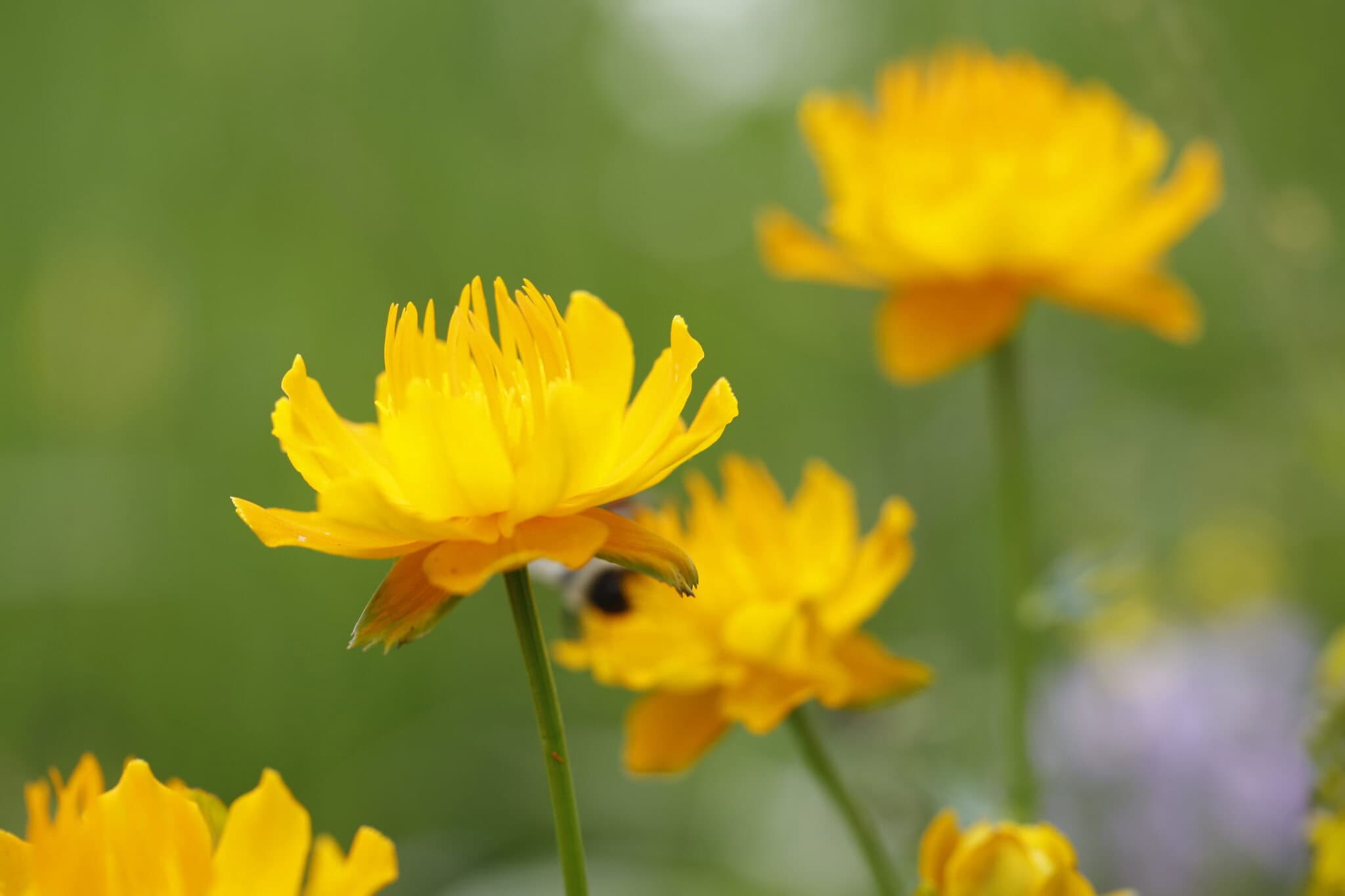Bright yellow Trollius chinensis flowers in full bloom, vibrant and eye-catching.