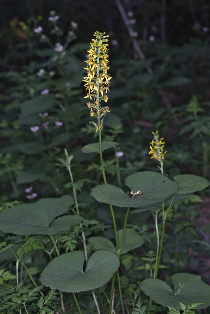 Ligularia intermedia