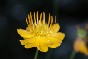 Spring Community Herbalism Class - Video recordings