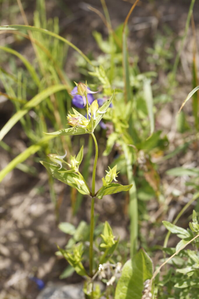 Halenia corniculata