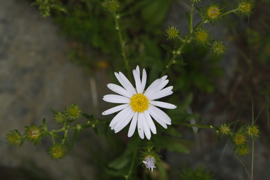 Aster spp