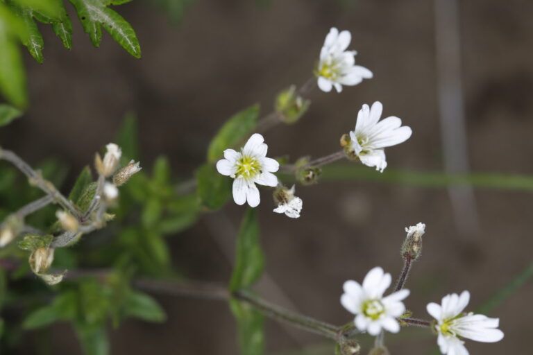 Cerastium arvense subsp strictum