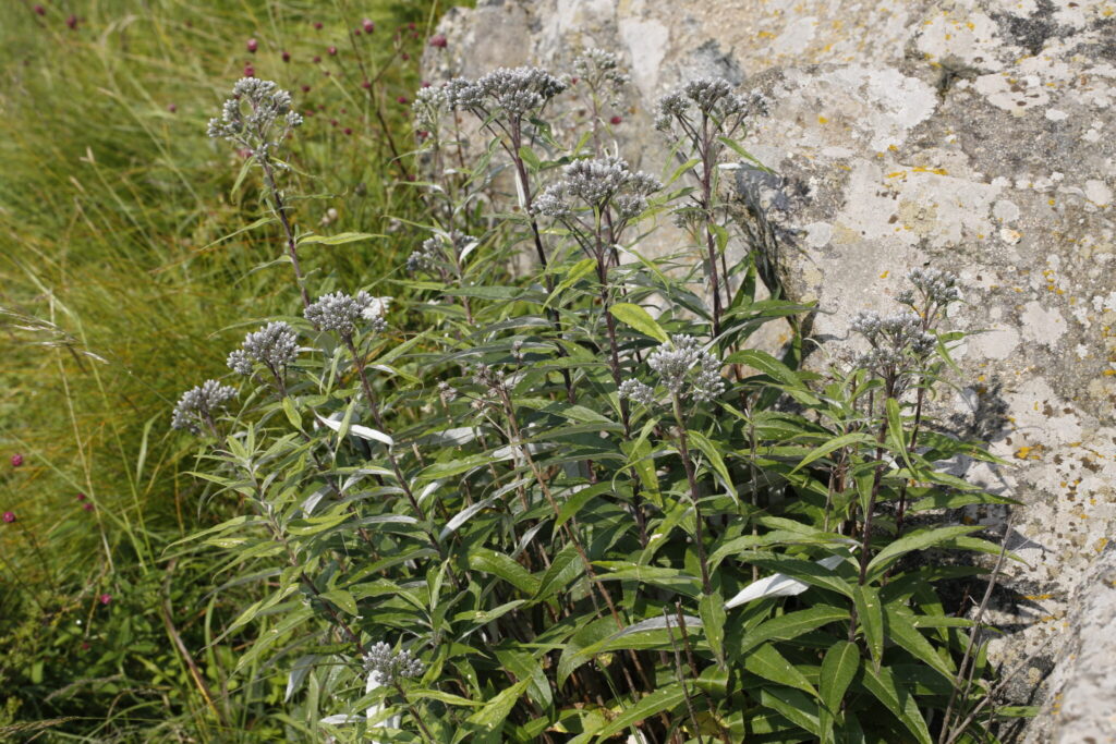 Eupatorium lindleyanum