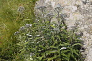 Asteraceae
