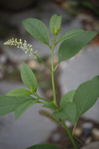Phytolaccaceae
