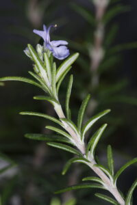 Lamiaceae