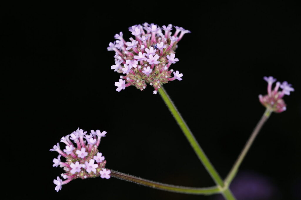 Verbena bonariensis
