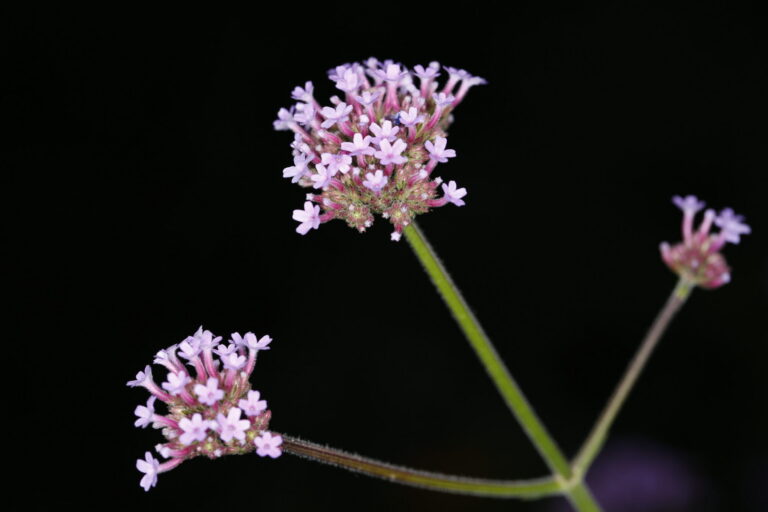 Verbena bonariensis