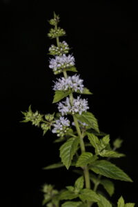Lamiaceae