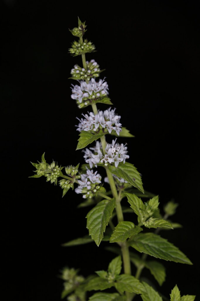 Mentha canadensis