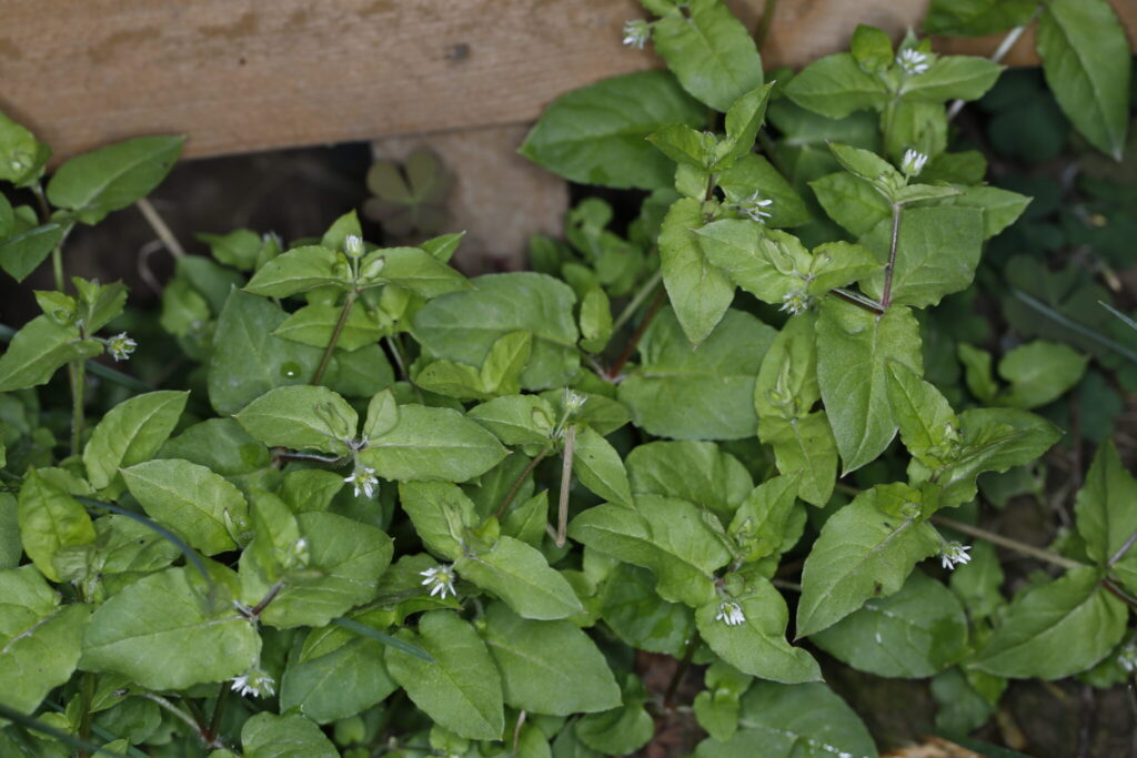 Stellaria spp