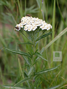Asteraceae