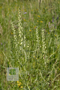 Ranunculaceae