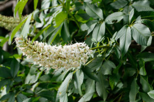Sapindaceae