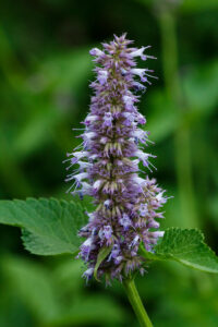 Lamiaceae