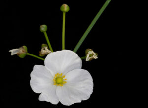 Alismataceae