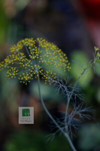 Apiaceae